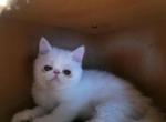 White exotic short haired - Exotic Kitten For Sale - Fort Loudon&comma; PA&comma; US