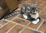 Brooks - Maine Coon Kitten For Sale - Rogersville&comma; MO&comma; US