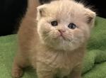 Marwa - Scottish Fold Kitten For Sale - Bellingham&comma; WA&comma; US