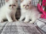 Flame point Himalayan male kitten - Exotic Kitten For Sale - Fort Loudon&comma; PA&comma; US