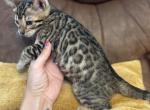 Lolly - Bengal Kitten For Sale - 