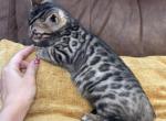 Pop - Bengal Kitten For Sale - Timpson&comma; TX&comma; US
