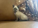 Purple collar Siamese - Siamese Kitten For Sale - Meadville&comma; PA&comma; US