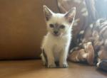 Pink collar Siamese - Siamese Kitten For Sale - Meadville&comma; PA&comma; US