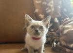 Red collar Siamese - Siamese Kitten For Sale - Meadville&comma; PA&comma; US