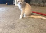 Sweet pea - American Shorthair Kitten For Adoption - 
