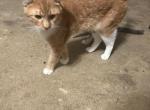 Garfield - Domestic Cat For Sale - Jonesboro&comma; GA&comma; US