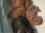Five kittens for sale - Domestic Kitten For Sale - Englewood&comma; FL&comma; US