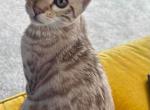 Zeus - Bengal Kitten For Sale - 
