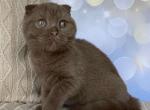 Mimi - Scottish Fold Kitten For Sale - Miami&comma; FL&comma; US