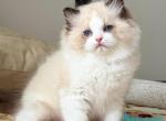 Yulik - Ragdoll Kitten For Sale - Pembroke Pines&comma; FL&comma; US