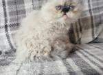 Seal point Himalayan kitten - Persian Kitten For Sale - Fort Loudon&comma; PA&comma; US