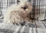 Seal point Himalayan kitten - Persian Kitten For Sale - Fort Loudon&comma; PA&comma; US