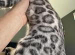Thomas - Bengal Kitten For Sale - 