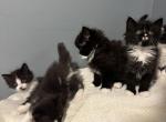 Black and white kittens - Domestic Kitten For Sale - Casco&comma; ME&comma; US