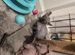 Canadian bambinoo sphinx - Sphynx Kitten For Sale - Phila&comma; PA&comma; US