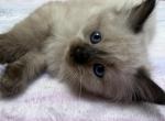 Ragdoll Seal Point Males - Ragdoll Kitten For Sale - Gurnee&comma; IL&comma; US