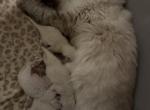 Roxies litter of 5 - Ragdoll Kitten For Sale - Prosperity&comma; SC&comma; US