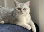 Sivac - British Shorthair Kitten For Sale - 