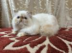 Cheeto - Himalayan Kitten For Sale - 