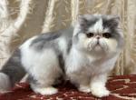 Biscuit - Persian Cat For Sale - Joshua&comma; TX&comma; US