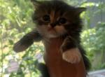 Ying and Yang - Persian Kitten For Sale - GA&comma; US