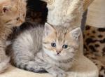 Black golden spotted British shorthair boy - British Shorthair Kitten For Sale - City Of Spokane Valley&comma; WA&comma; US