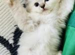 Male Ragdoll Kitten - Ragdoll Kitten For Sale - Ocala&comma; FL&comma; US
