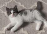 Teddy - Ragdoll Kitten For Sale - Brogueville&comma; PA&comma; US