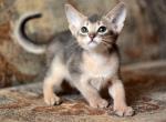 Timoha - Abyssinian Kitten For Sale - Palm Coast&comma; FL&comma; US