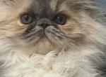 Tatiana - Persian Kitten For Sale - 