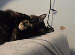 Zoboomafoo - Domestic Cat For Adoption - Lincoln Park&comma; MI&comma; US