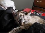 Stinky Pete - Domestic Cat For Sale - 