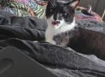 Hamburglar - Domestic Cat For Sale - 