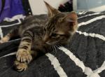 No names - Domestic Kitten For Sale - Clearwater&comma; FL&comma; US