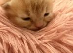Zeus - Persian Kitten For Sale - Center Groton&comma; CT&comma; US