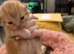 Zeus - Persian Kitten For Sale - Center Groton&comma; CT&comma; US