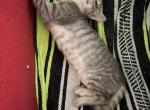 Little gray - Domestic Kitten For Sale - Clearwater&comma; FL&comma; US