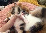 Daisy - Persian Kitten For Sale - Center Groton&comma; CT&comma; US