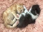 Pepper - Persian Kitten For Sale - Center Groton&comma; CT&comma; US