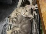 Both cats need homes - Domestic Kitten For Sale - Clearwater&comma; FL&comma; US