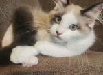 Phoenix - Ragdoll Kitten For Sale - Dexter&comma; KY&comma; US