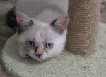 Whimsy - Himalayan Kitten For Sale - Bowie&comma; MD&comma; US