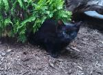 FREE kittens - Domestic Kitten For Sale - New Holland&comma; PA&comma; US