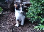 FREE kittens - Domestic Kitten For Sale - New Holland&comma; PA&comma; US