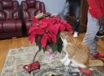 Buttercup - American Shorthair Cat For Sale - OH&comma; US