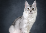 Lynx Rune Code European Maine Coon EU Cattery - Maine Coon Cat For Sale - 
