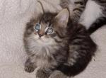 GG taby - Maine Coon Kitten For Sale - Barnet Center&comma; VT&comma; US
