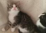 Paws - Maine Coon Kitten For Sale - Barnet Center&comma; VT&comma; US