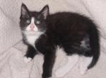Tuxedo Kitty - Maine Coon Kitten For Sale - 